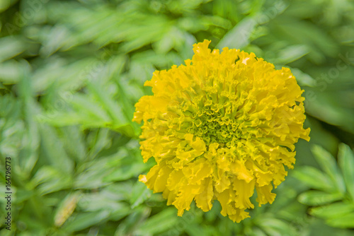 One yellow flower With a green leaf background