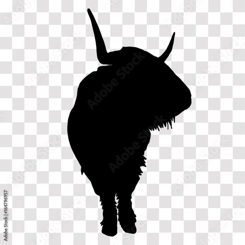 Highland Cow silhouette looking aside on a transparent background.