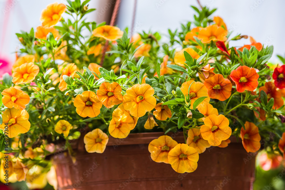 colorful petunia