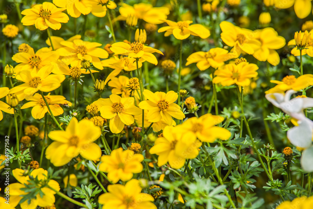 Obraz premium yellow Bidens