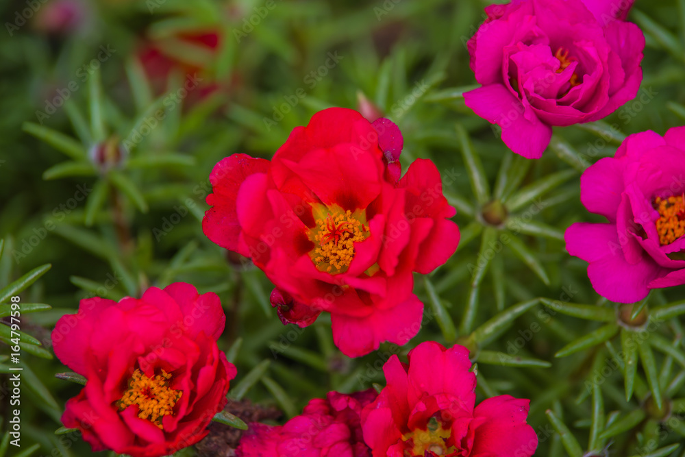 Portulaca grandiflora Portulaca grandiflora