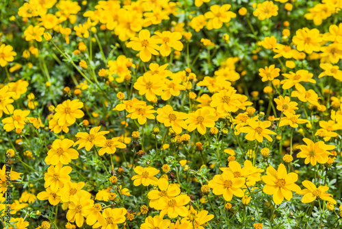 yellow Bidens