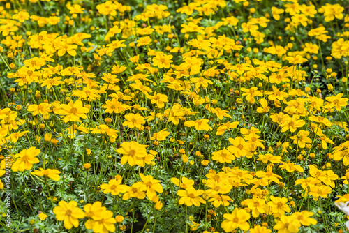 yellow Bidens