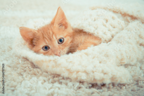 Little red kitten. The kitten lies on the fluffy carpet at home 