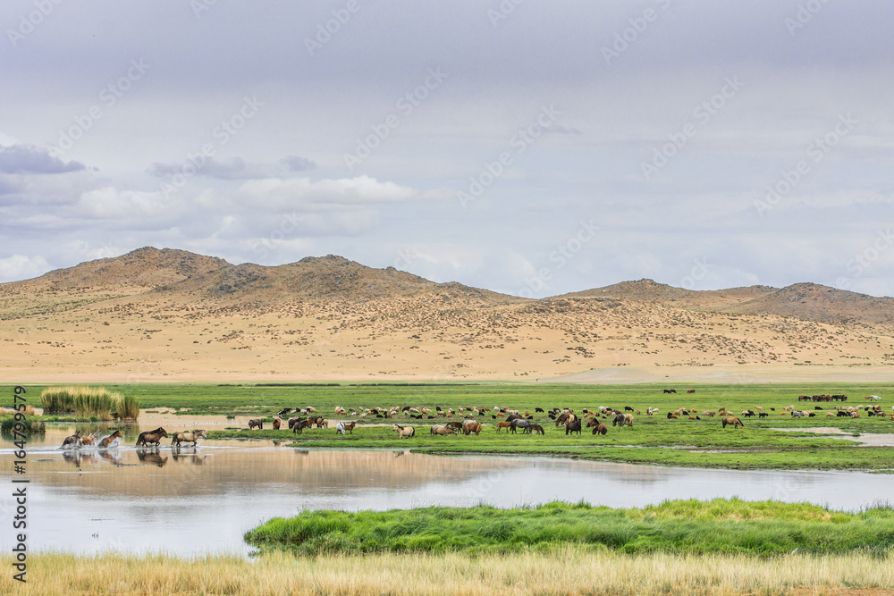 animals grazing on grass and on water source of desert oasis
animals grazing on grass and on water source of desert oasis