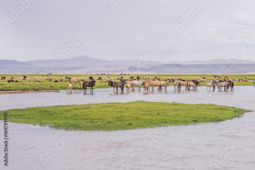 animals grazing on grass and on water source of desert oasis

