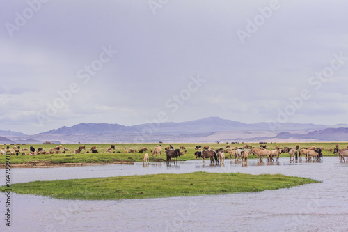 animals grazing on grass and on water source of desert oasis 