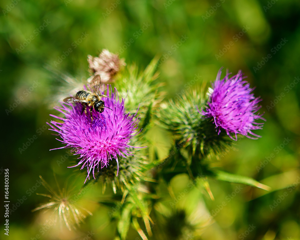 Bee on flower. Close up, soft focus. Bee on flower. Close up, soft focus.