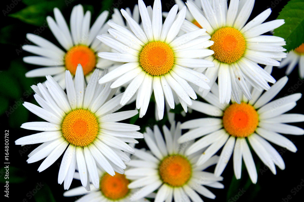 Obraz premium Daisy