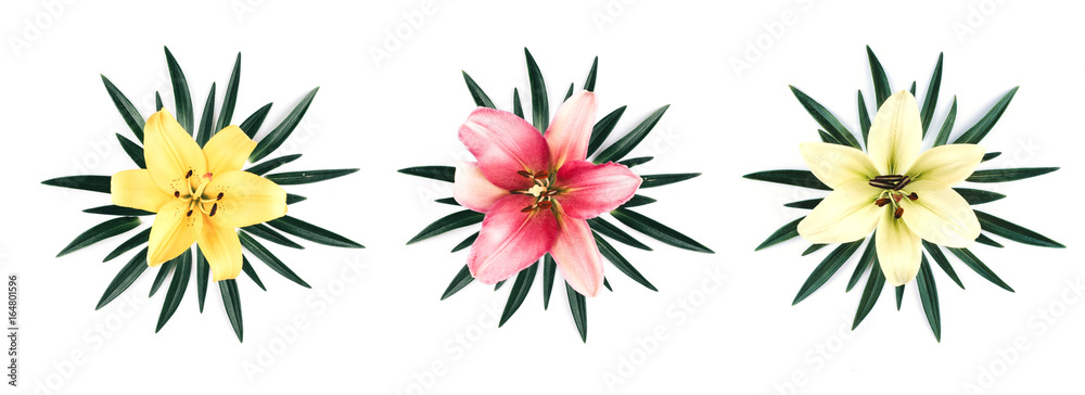 Set of three beautiful big lilies, isolated. Set of three beautiful big lilies, isolated.
