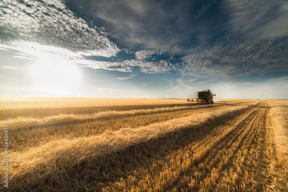 Fototapeta premium Harvesting of wheat fields in summer