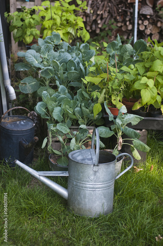 jardin potager arroser avec de l eau de pluie