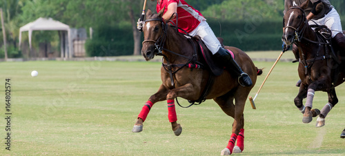 Polo Horse ball float in the air during intense competition.