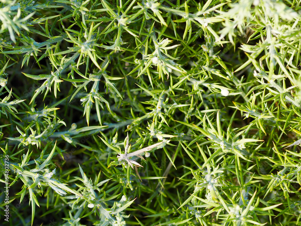 Ulex europaeus texture Ulex europaeus texture
