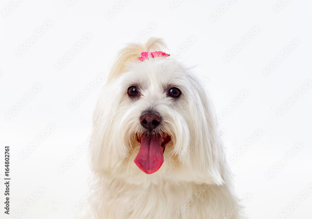 Portratit of a white dog with long hair and a pigtail