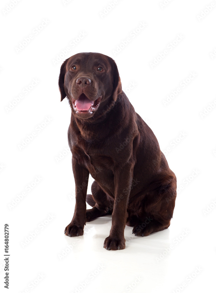 Beautiful black Labrador dog breed Beautiful black Labrador dog breed