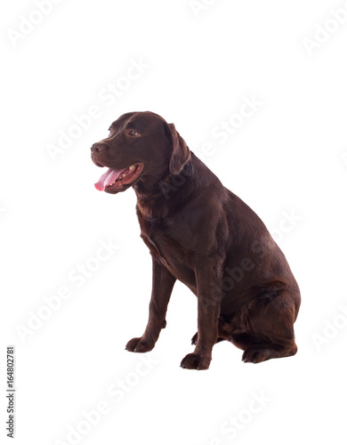 Beautiful black Labrador dog breed
