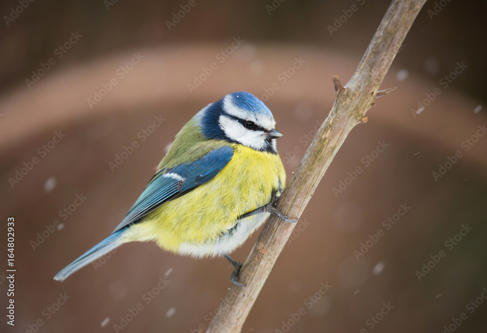 Obraz premium Blue tit (Cyanistes caeruleus).