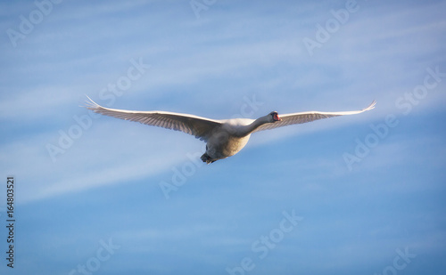 Mute swan  Cygnus olor  adult.