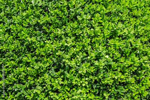 Green leaves background © Roberto Sorin