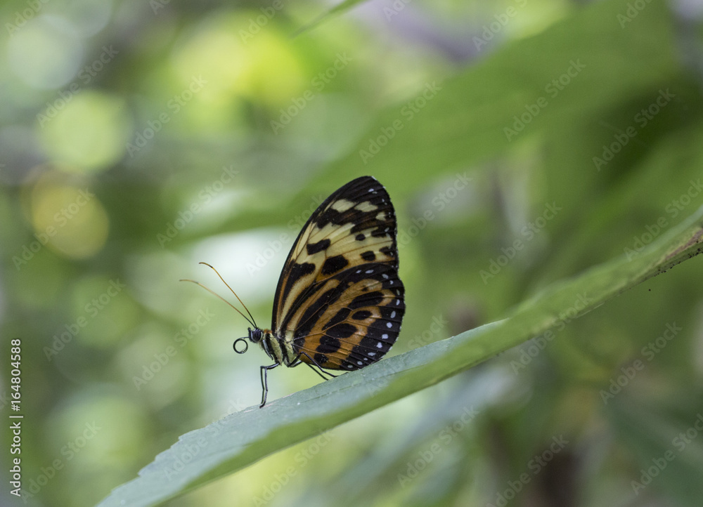 Obraz premium Eueides Isabella