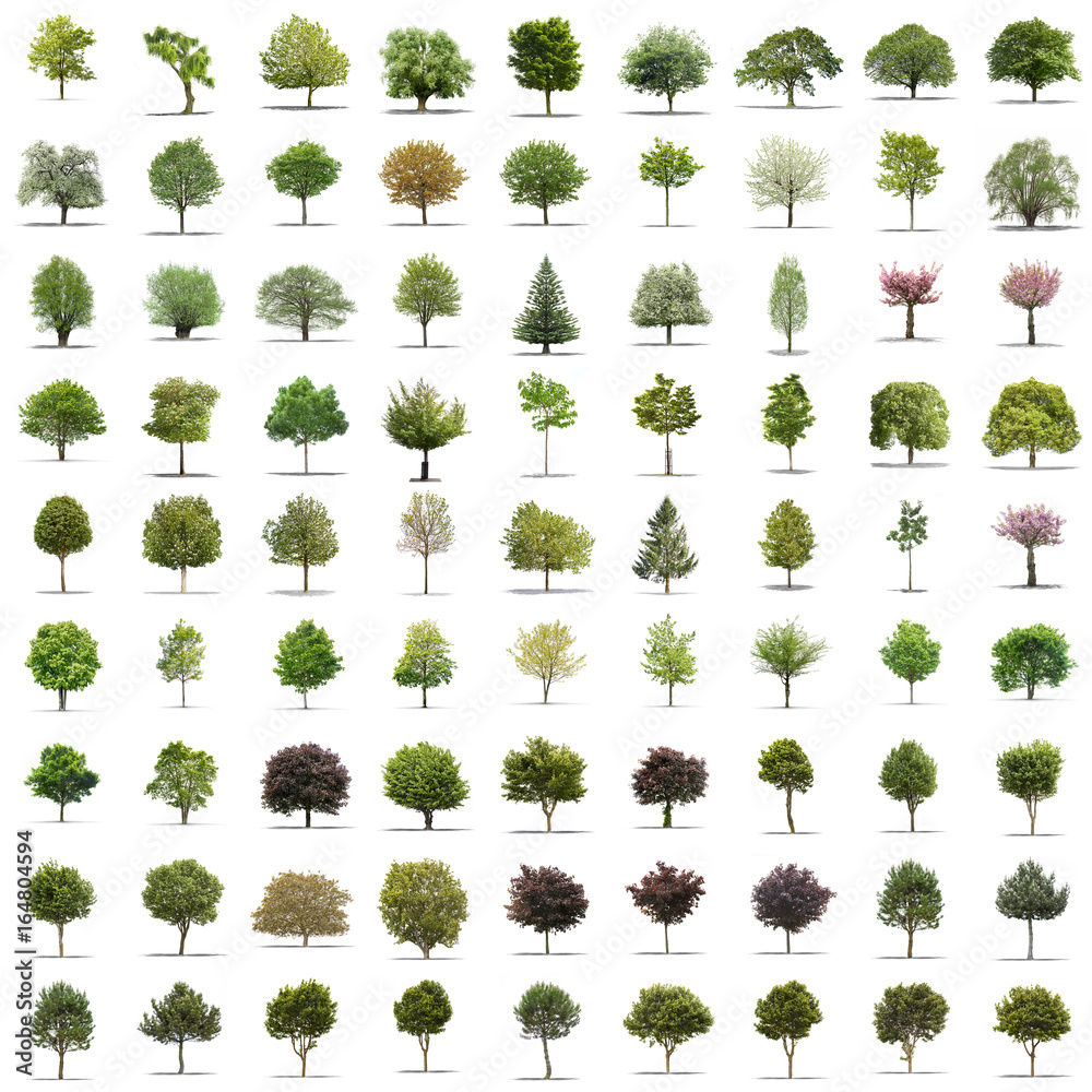 Obraz premium Kolekcja wysokiej rozdzielczości Drzewo samodzielnie na białym tle