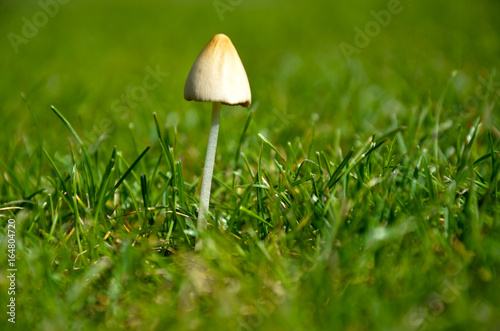 Fungo