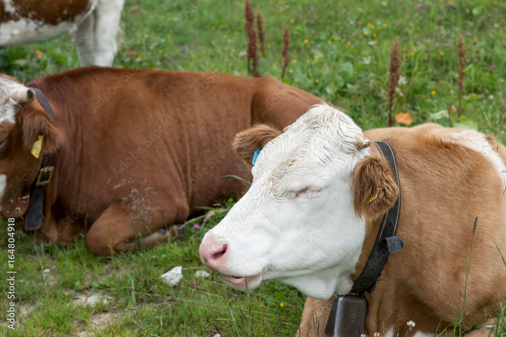 Portrait einer Kuh auf der Alm Portrait einer Kuh auf der Alm