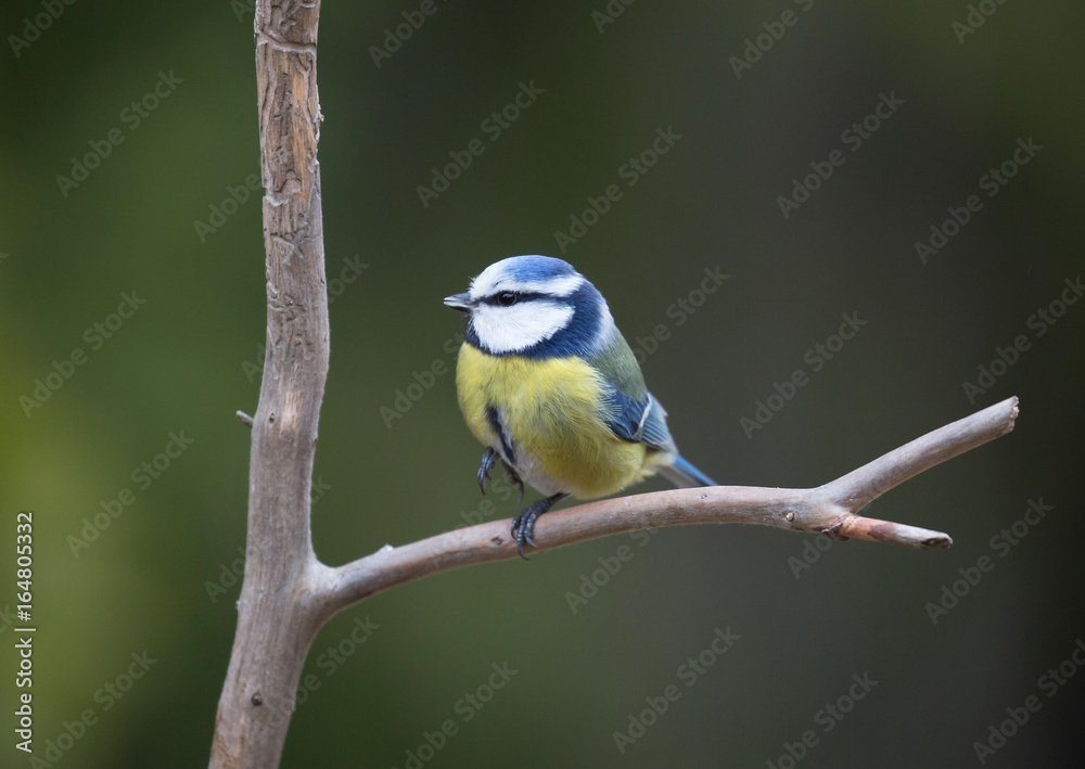 Fototapeta premium Blue tit (Cyanistes caeruleus)