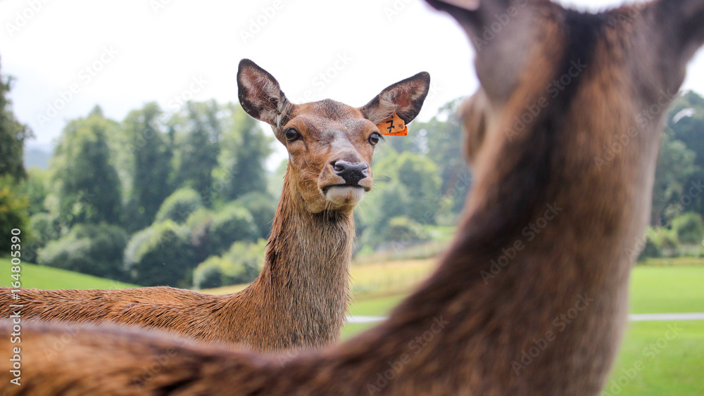 Fototapeta premium Deer staring contest