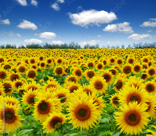 Fototapeta Naklejka Na Ścianę i Meble -  field of blooming sunflowers