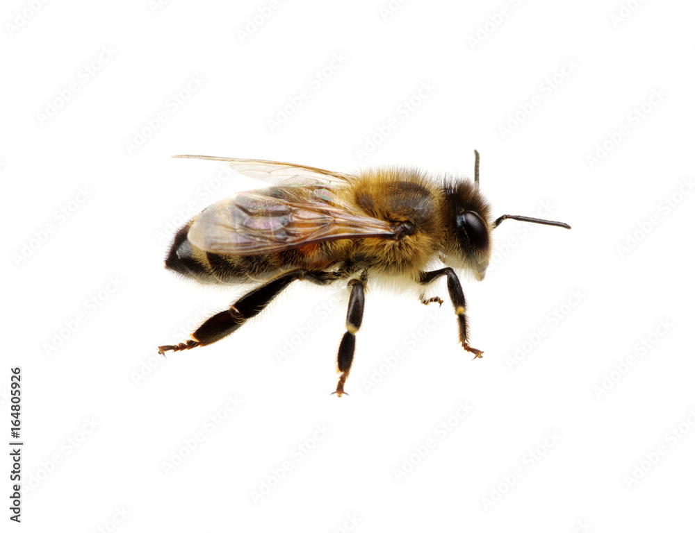 Bee on the white Bee on the white