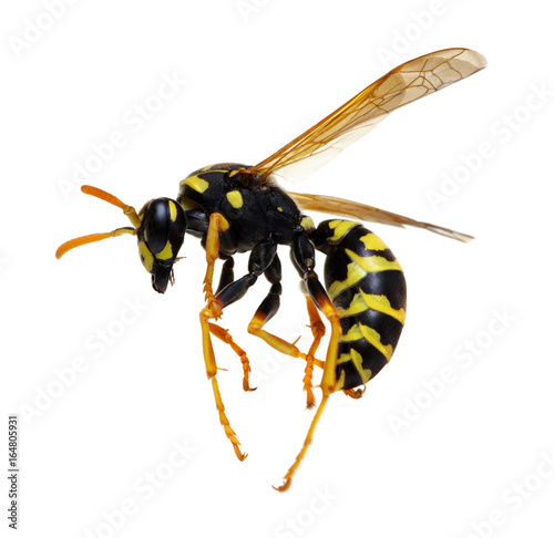 wasp isolated on white