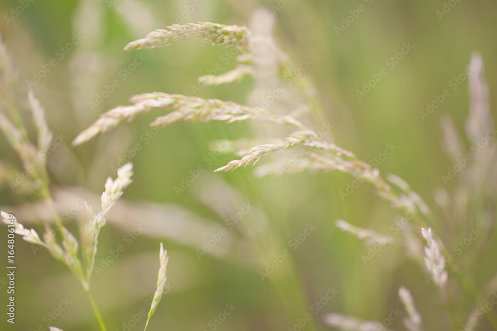 Grass blossoms  on soft green background outdoors close-up macro . Spring summer border template floral background. Light air delicate artistic image.