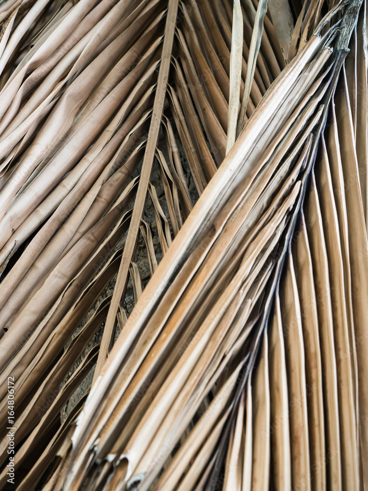 dry coconut palm leaf background dry coconut palm leaf background