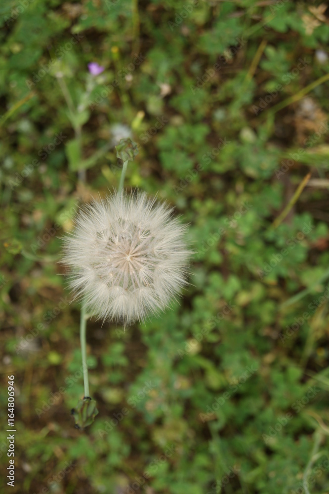 Fototapeta premium nature