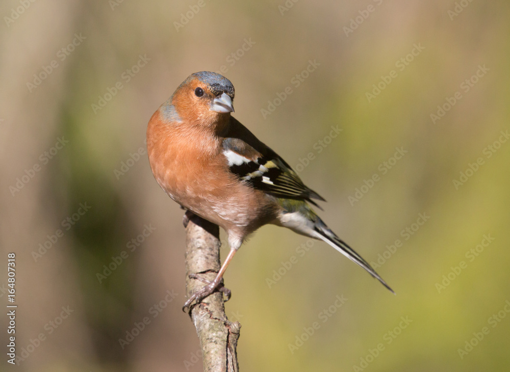 Common chaffinch Common chaffinch