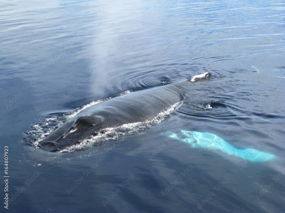Baleine en surface, jet d'eau, Antarctique Baleine en surface, jet d'eau, Antarctique