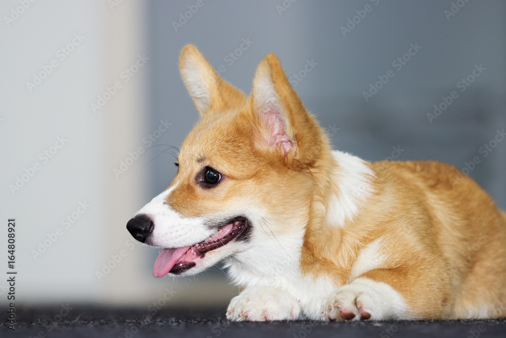 Sad puppy lies Sad puppy lies