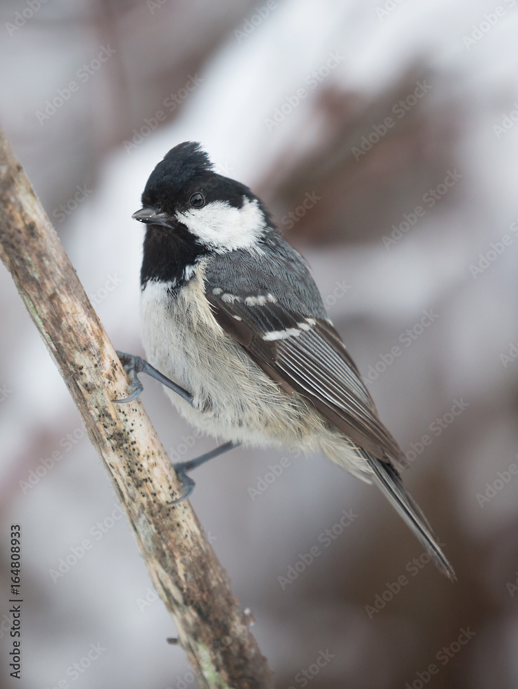 Obraz premium Coal tit (Periparus ater).
