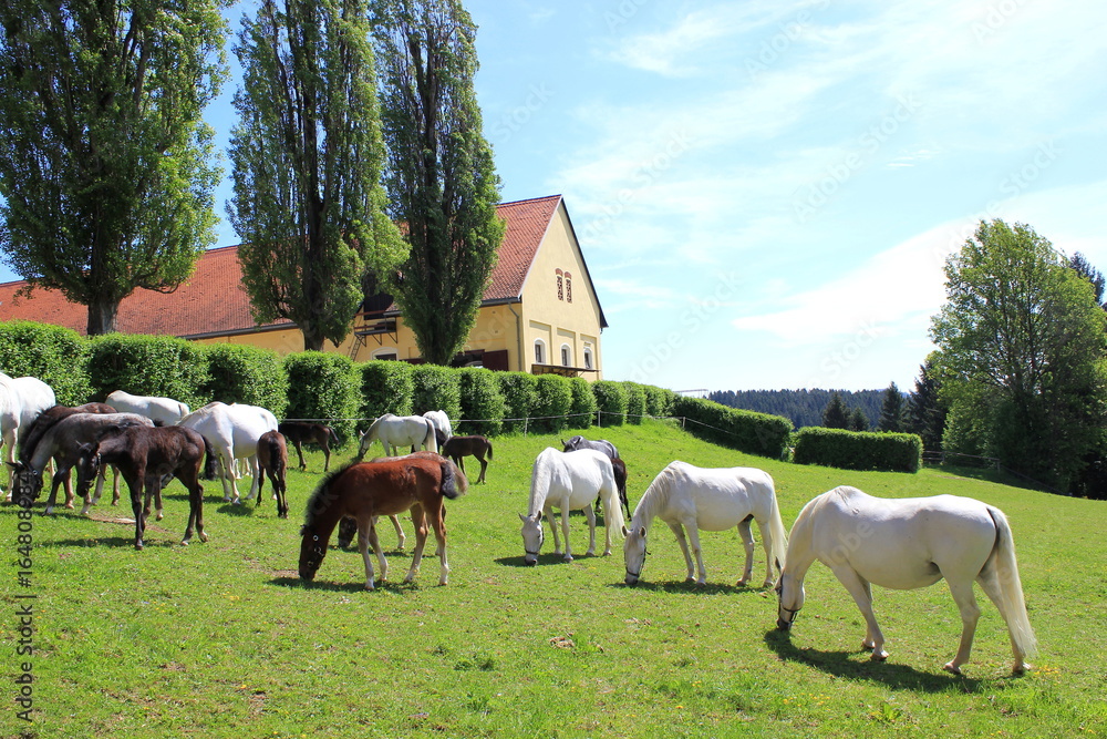 Fototapeta premium Lipizzaner: klacze ze źrebakami na pastwisku