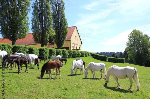 Foto Lipizzaner: Stuten mit Fohlen auf einer Weide