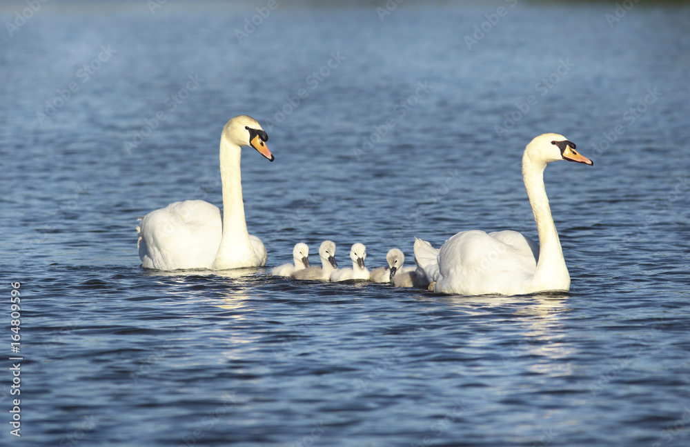 famillz cygnes famillz cygnes