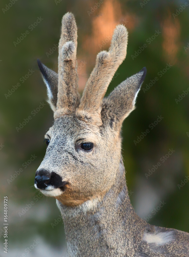 Fototapeta premium Deer in winter with winter horns left. (Capreolus capreolus). Deer in forest environment.