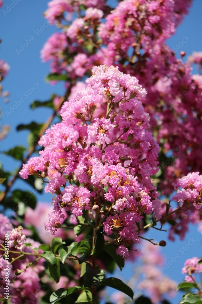 Obraz premium Lagerstroemia indica blooming pink in summer