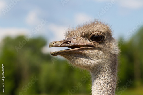 Funny ostrich female head closeup with big eye and pink beak with green background and selective focus