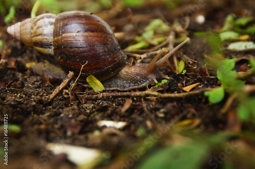 Snails O The Ground