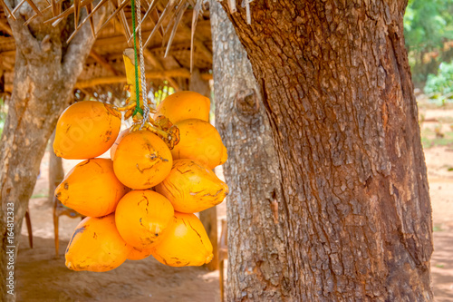 King Coconuts Are Displayed For Sell On Small Roadside Stall In Sigiriya. King Coconut Is A Well Known Source Of Carbohydrates, Vitamin E, Iron, Calcium, Phosphorus And High Dietary Soluble Fiber photo