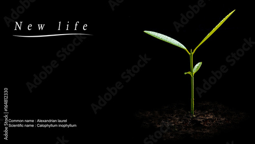 Bud leaves of young plant seeding in black background photo