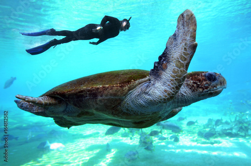 Green sea turtle Queensland Australia